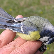 Blue Tit